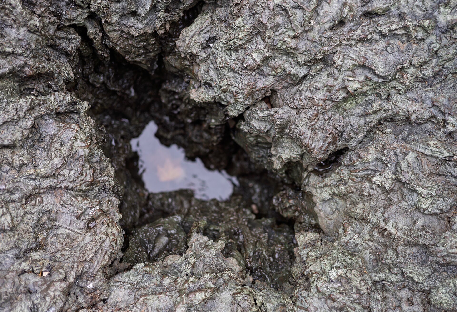 Quatro Poços de Água no Parque (detalle)